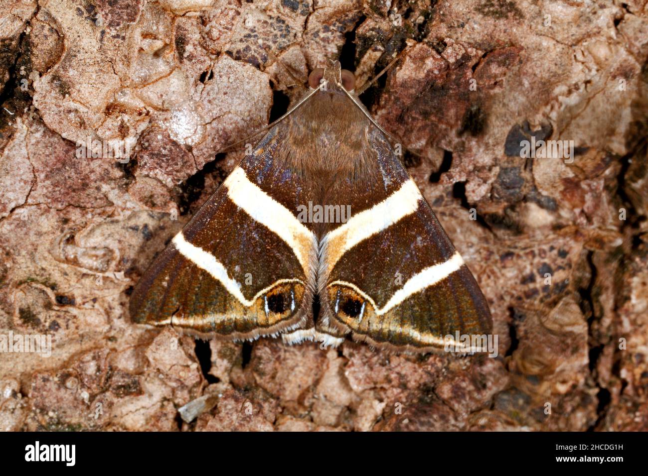 Narrow-eyed Striped Noctuid Moth, Grammodes oculata or Round-eyed Striped Noctuid, Grammodes ocellata. Both species look very similar. Coffs Harbour, Stock Photo