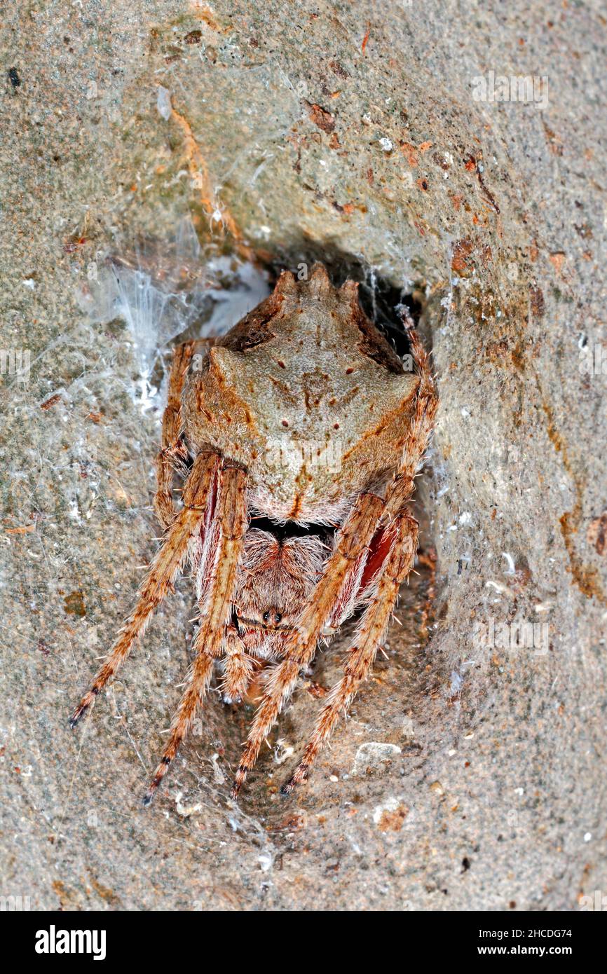 Knobbled Orb-Weaver spider, Hortophora pustulosa. Recently re-described from Eriophora pustulosa. Coffs Harbour, NSW, Australia Stock Photo