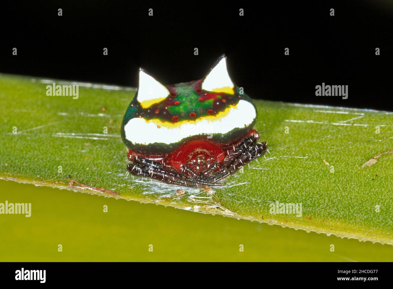 Two-spined Spider, Poecilopachys australasia. Female. This is an Australian orb-weaving spider. Coffs Harbour, NSW, Australia Stock Photo