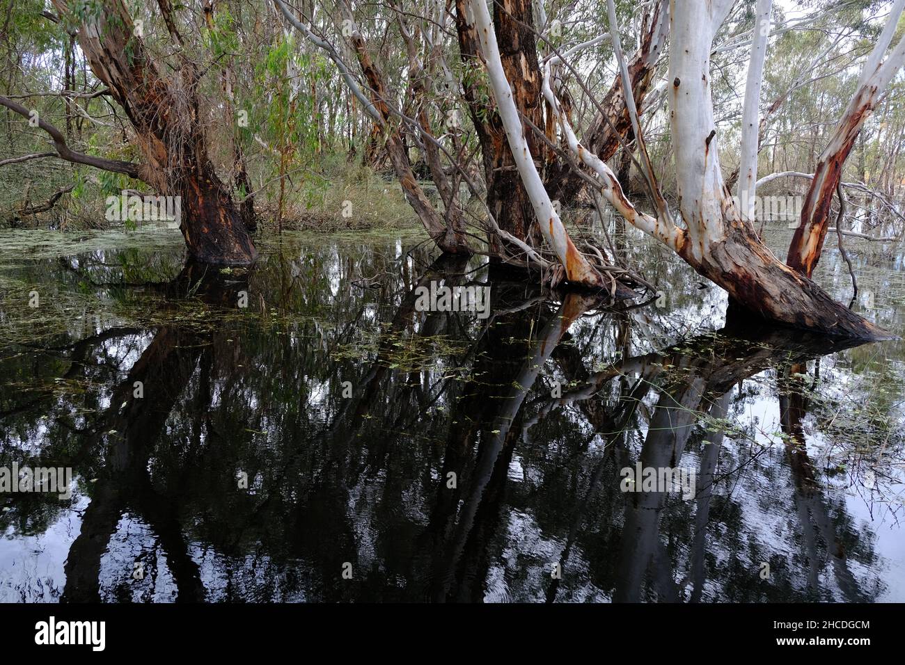 The Banrock Station Wetlands in the Riverland region of South Australia is a vineyard producing sustainable and environmentally certified wines Stock Photo