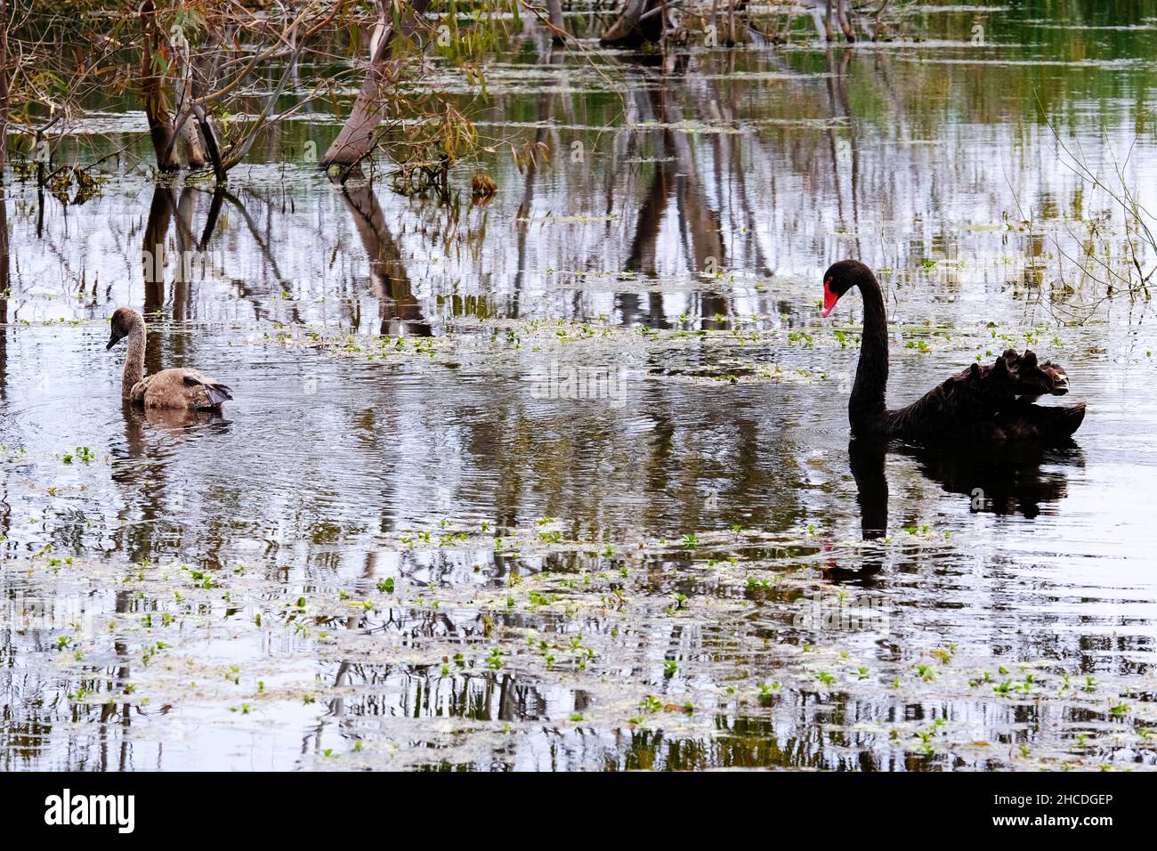 Black swan and gosling on Banrock Station wetlands in the Riverland region of South Australia Stock Photo