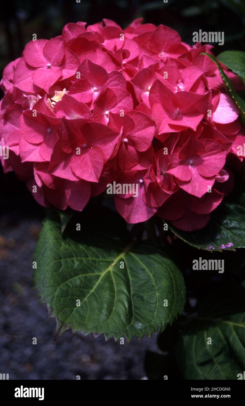 PINK HYDRANGEA MACROPHYLLA FLOWERHEAD IN FULL BLOOM. Stock Photo