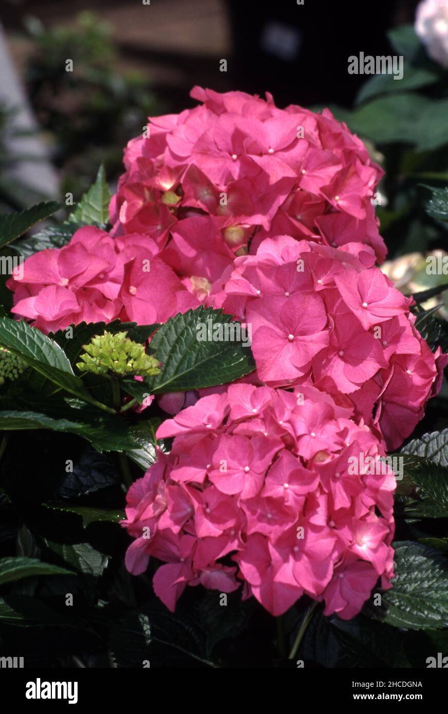 PINK HYDRANGEA MACROPHYLLA FLOWERHEADS IN FULL BLOOM. Stock Photo