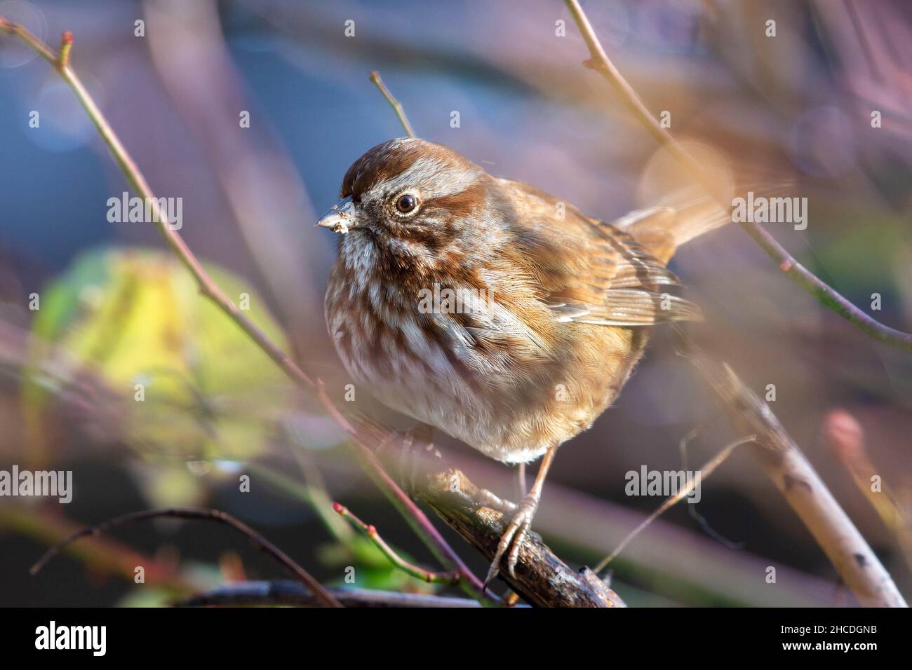 Song Sparrow (Melospiza melodia) a common song bird close up in Canada Stock Photo