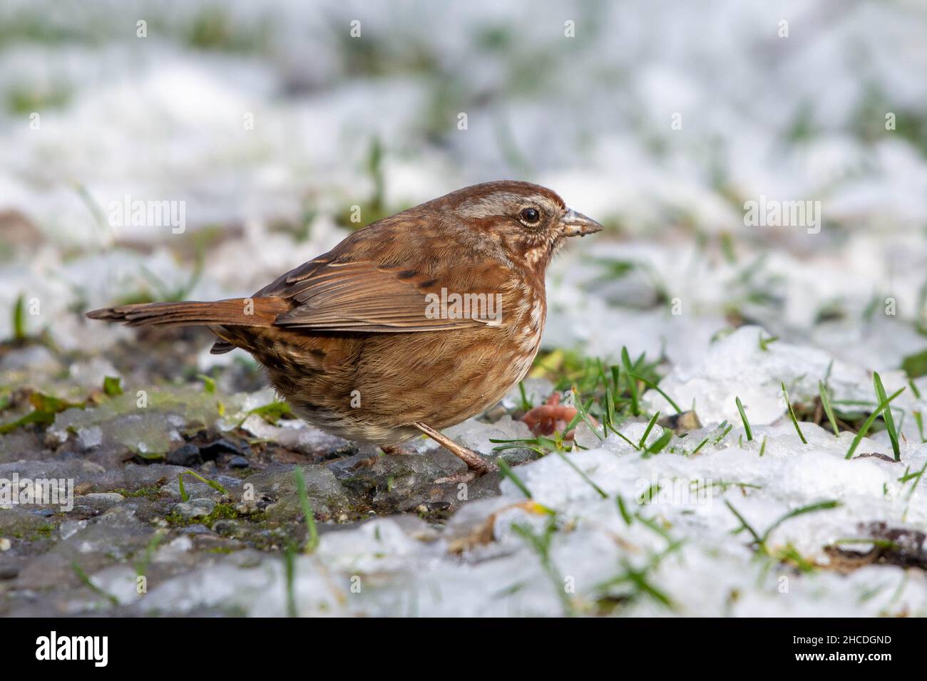 Song Sparrow (Melospiza melodia) a common song bird close up in Canada in snow Stock Photo