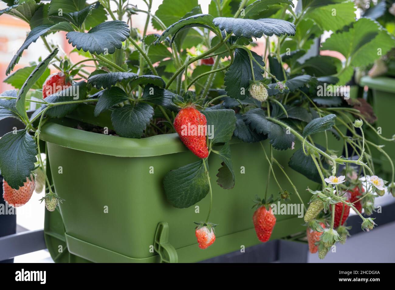 Strawberry bushes with ripe fruits in pot on balcony. Organic growing