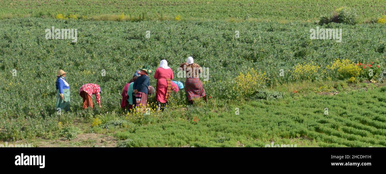 Moroccan women working in the field in a farm in northern Morocco. Stock Photo