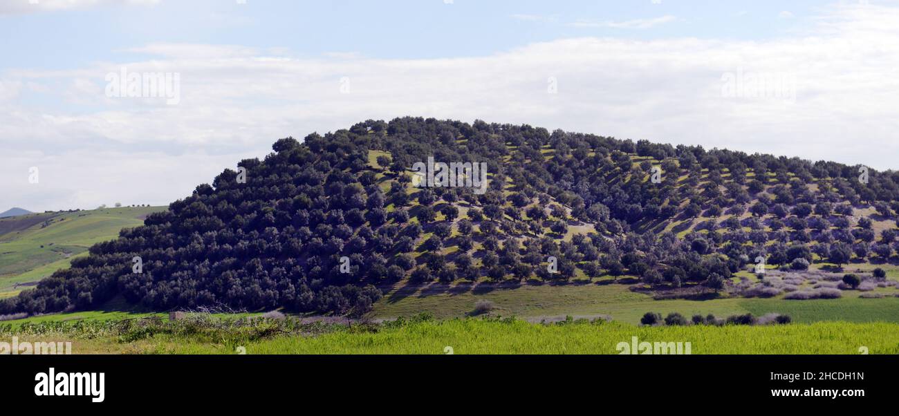 Agricultural landscapes in northern Morocco. Stock Photo