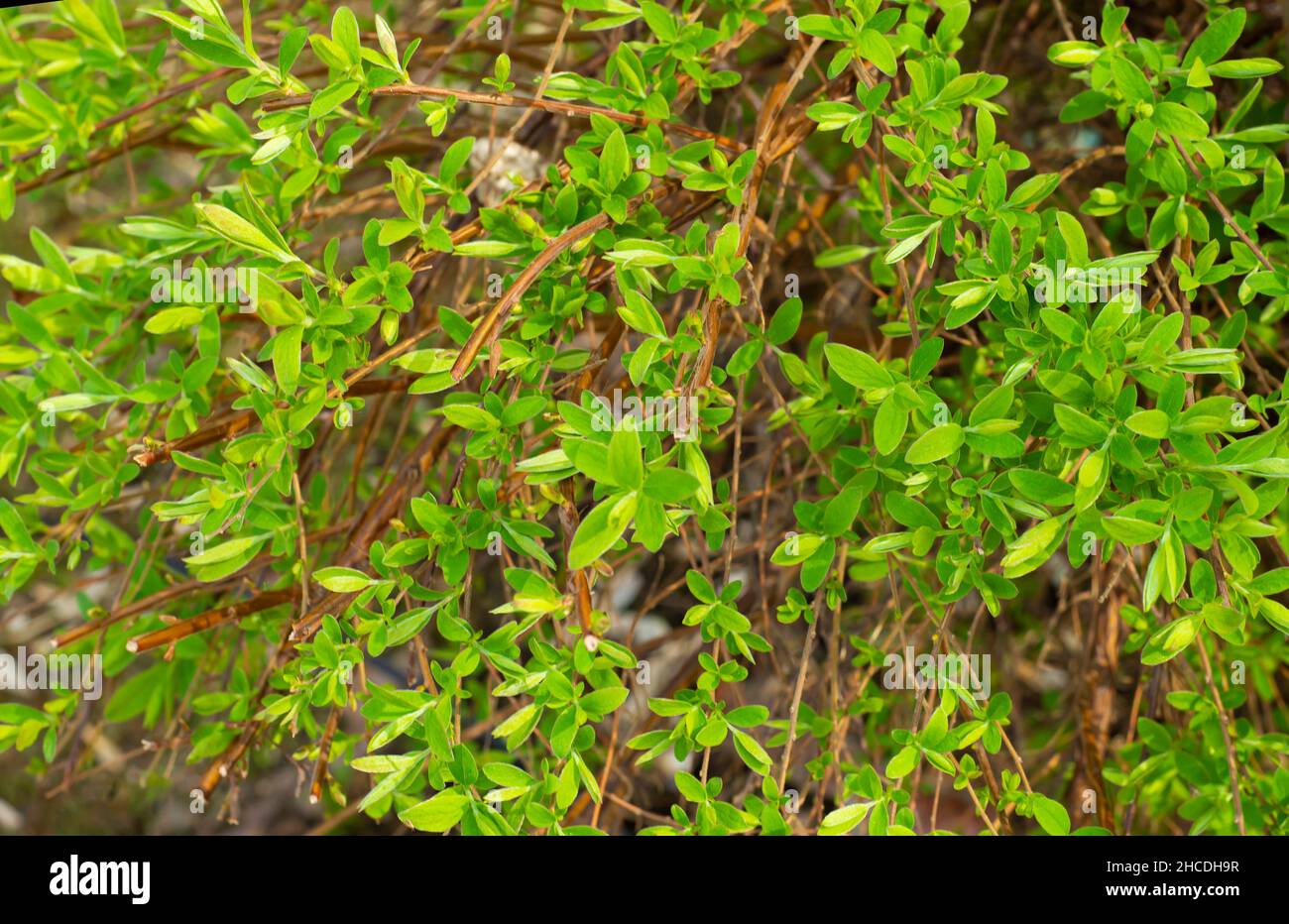 Spring backgrounds. Young green small juicy leaves on the branches. Stock Photo