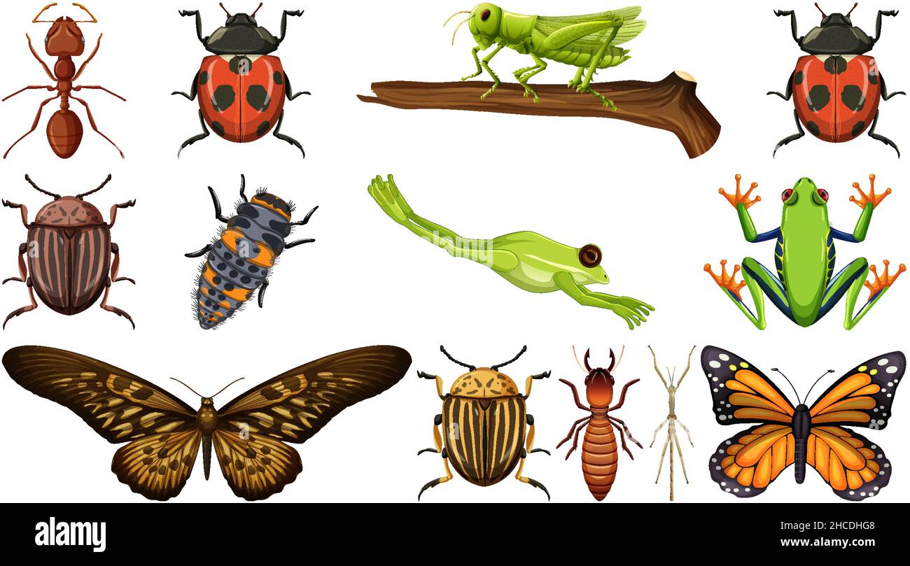 Different insects collection isolated on white background illustration ...