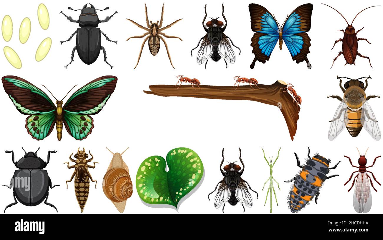 Different insects collection isolated on white background illustration ...