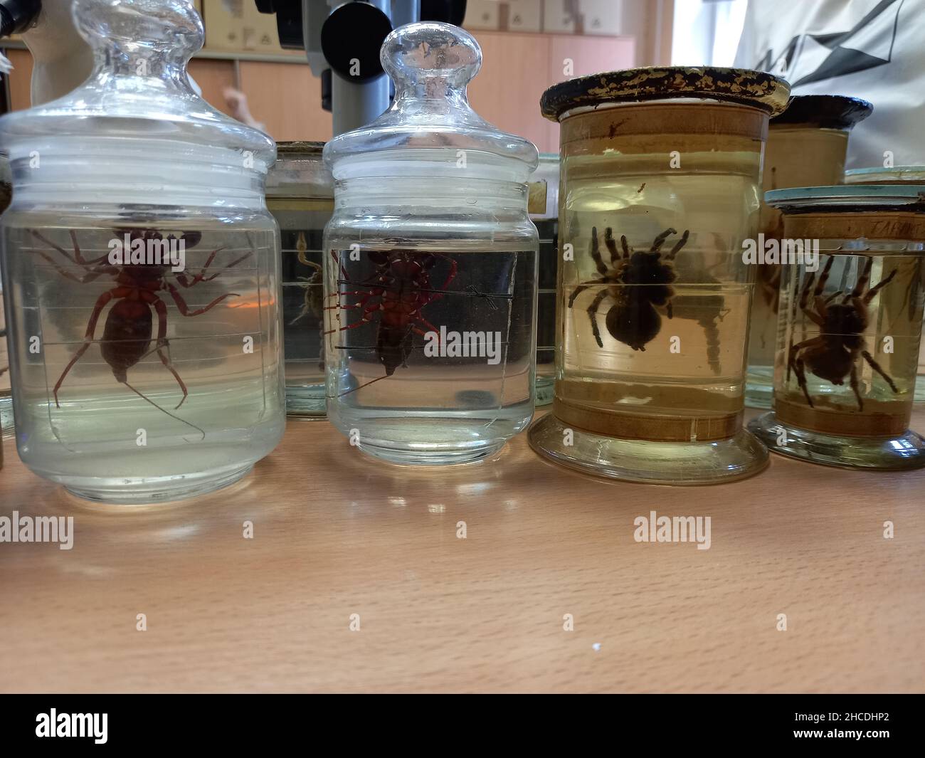 Biological exhibits, large spiders in jars with formalin, formaldehyde. Stock Photo