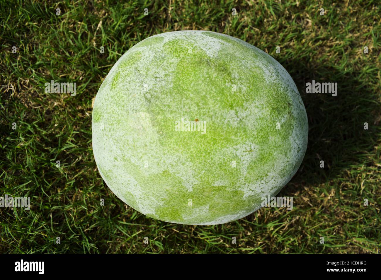 Fresh Indian vegetable called Ash gourd. Isolated on outdoor background. Stock Photo