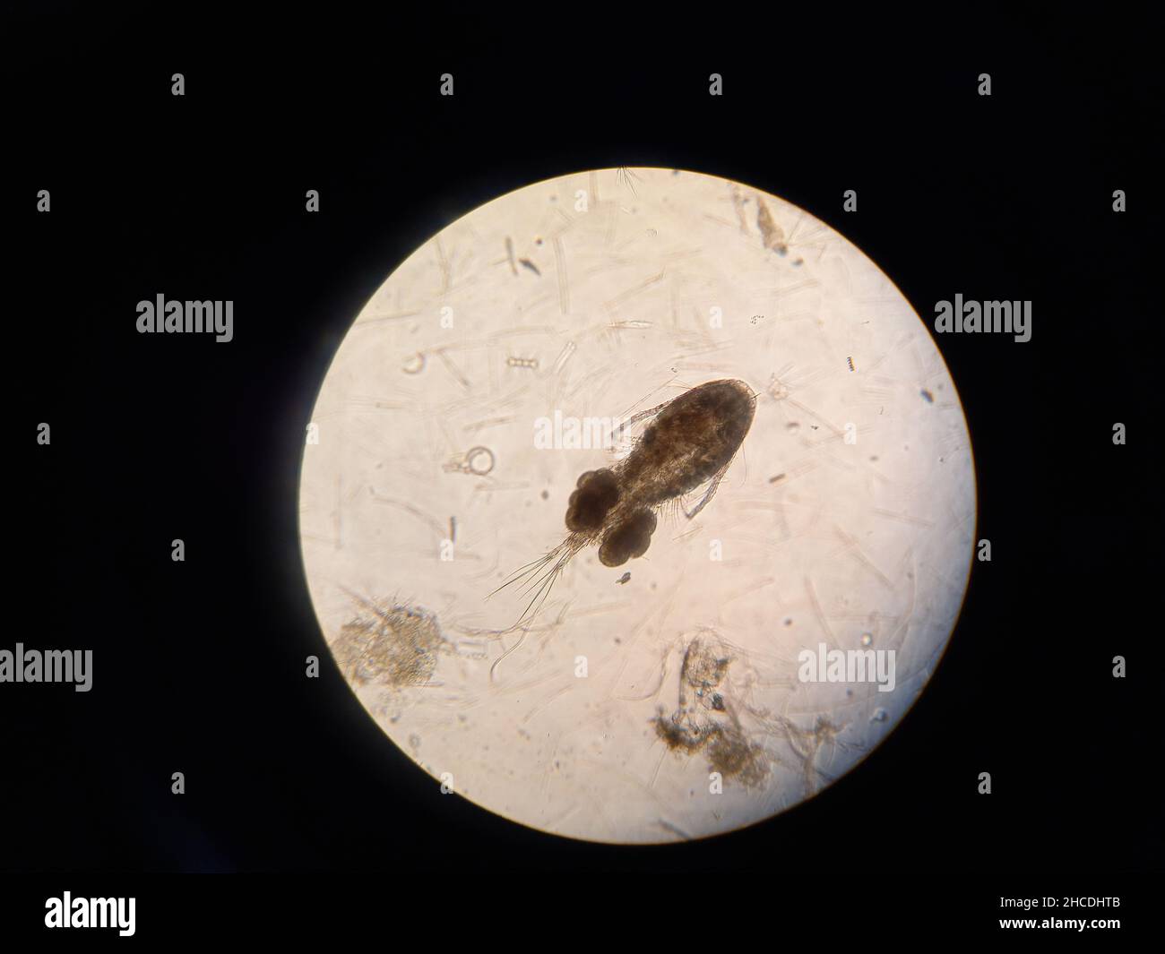 Inferior crustacean under the microscope magnification. Stock Photo
