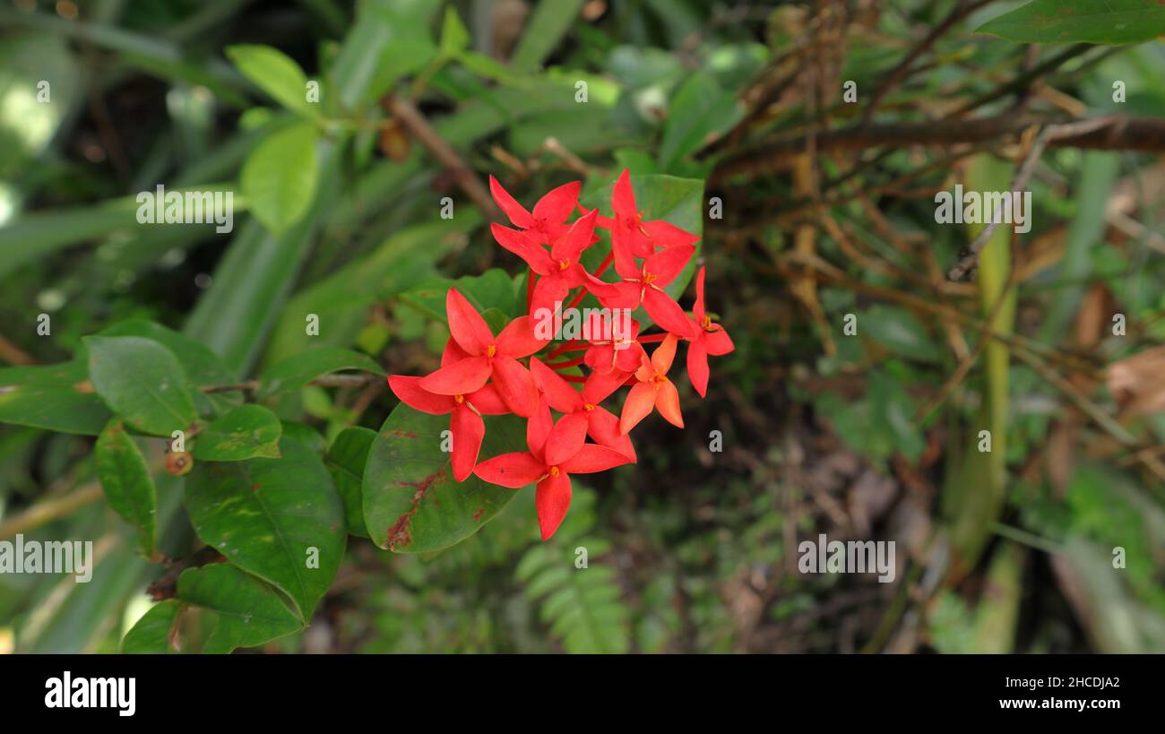 Overhead view of a jungle geranium (Ixora coccinea) flower cluster blooming in the garden Stock Photo