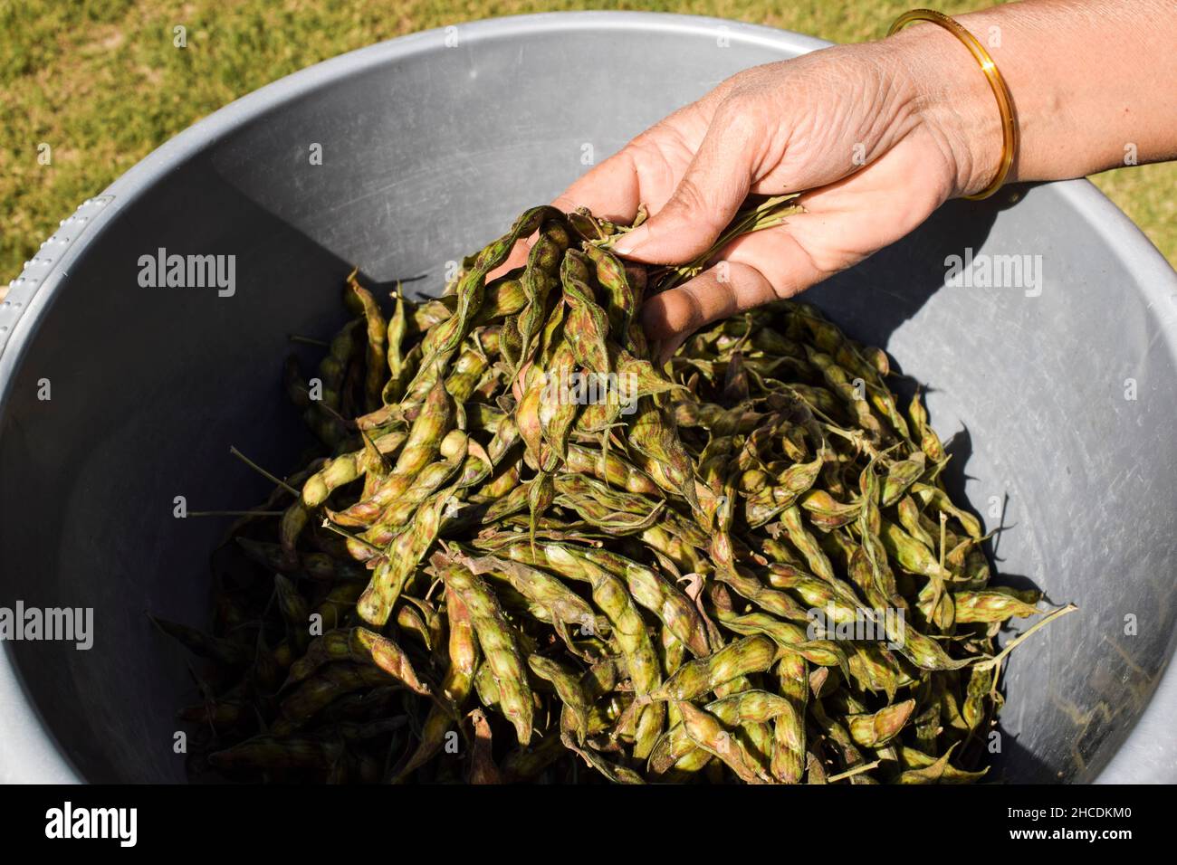 Woman choosing and buying fresh green Pigeonpeas pods vegetables from market from tub bucket container. Fresh indian vegetables Pigeon peas pod heap Stock Photo