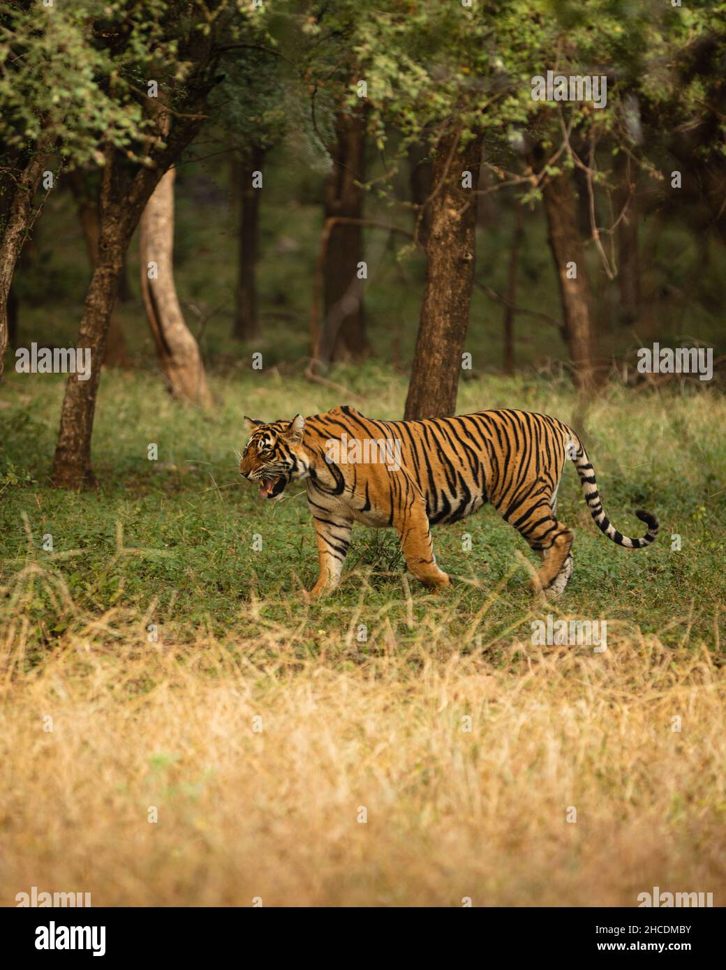 Indian tiger in national park with eye contact and cubs walking Stock Photo