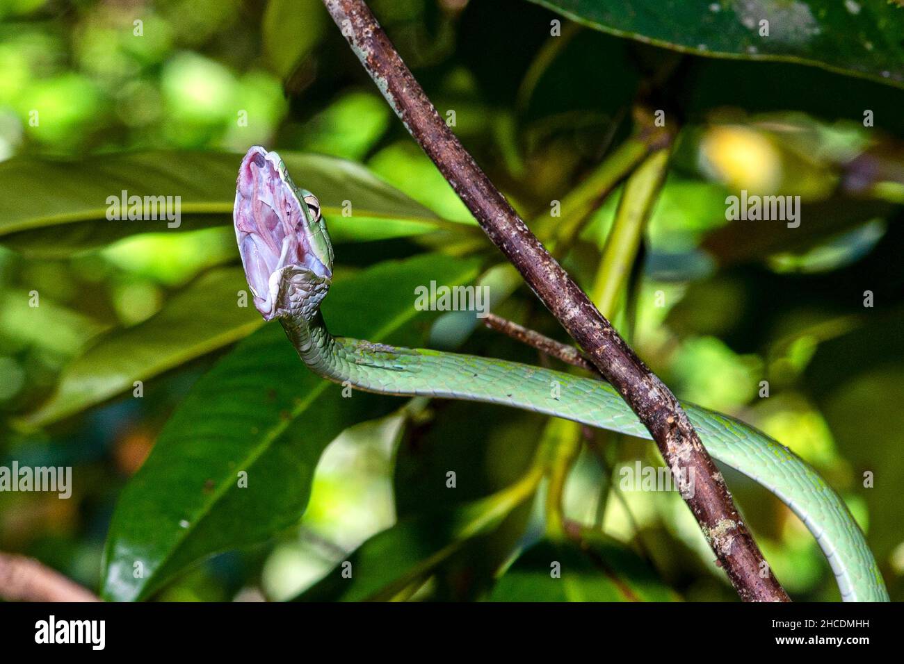 An Oriental whip-snake in a tree yawns wide after catching and swallowing a gecko. Stock Photo