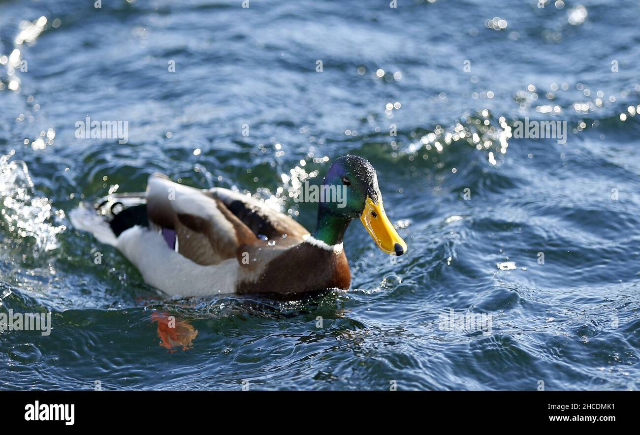 December 26, 2021, Strausberg, MÃ¤rkisch Oderland in Brandenburg, Germany: Brandenburg: Ducks swim in the Straussee (Credit Image: © Simone Kuhlmey/Pacific Press via ZUMA Press Wire) Stock Photo