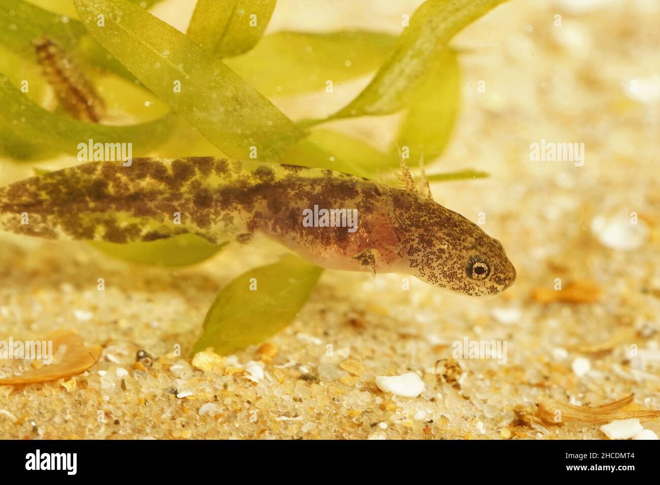 Closeup on a dark colored larvae of the Hokkaido salamander,Hynobius retardatus , endemic to Japan underwater Stock Photo