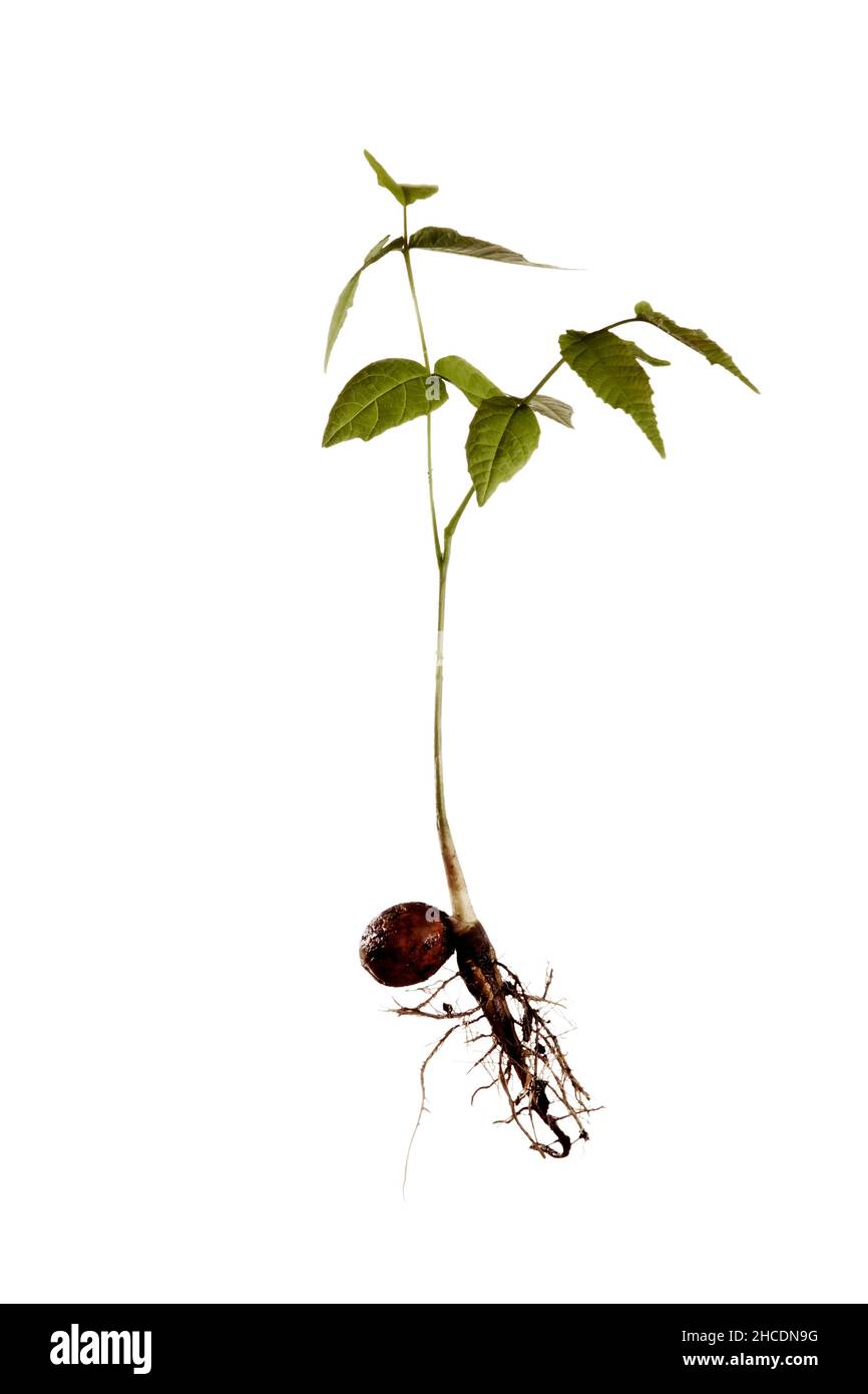 walnut shoot isolated Stock Photo