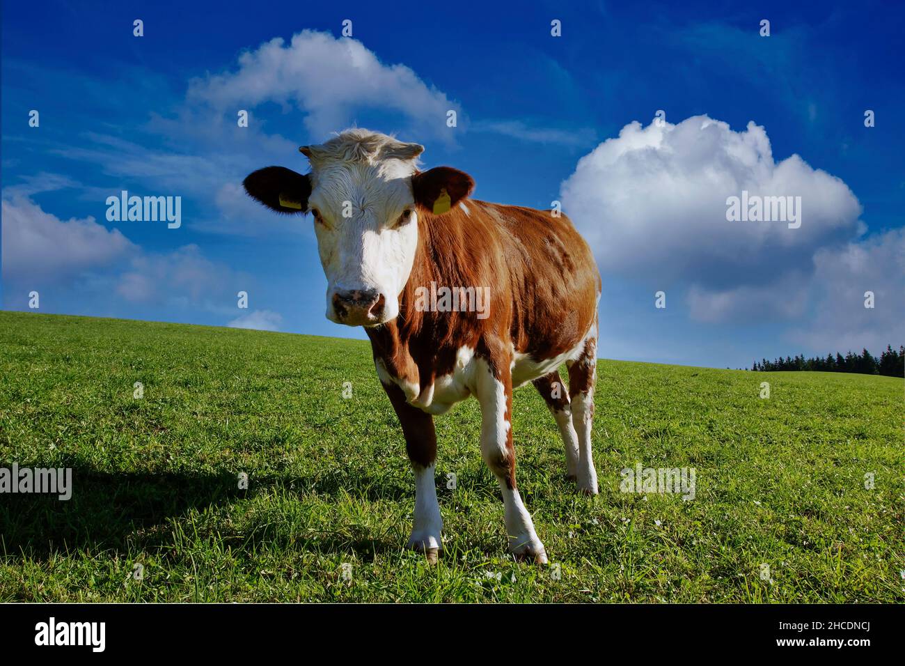young bull stands on a pasture Stock Photo
