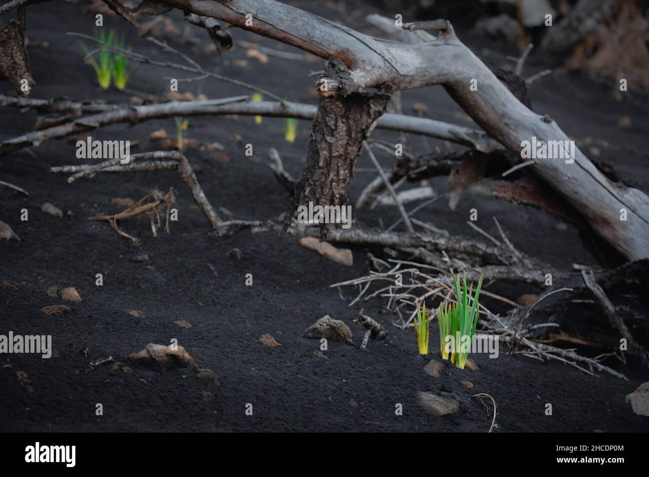 Green plants varieties growing on volcanic lava sands in la palma