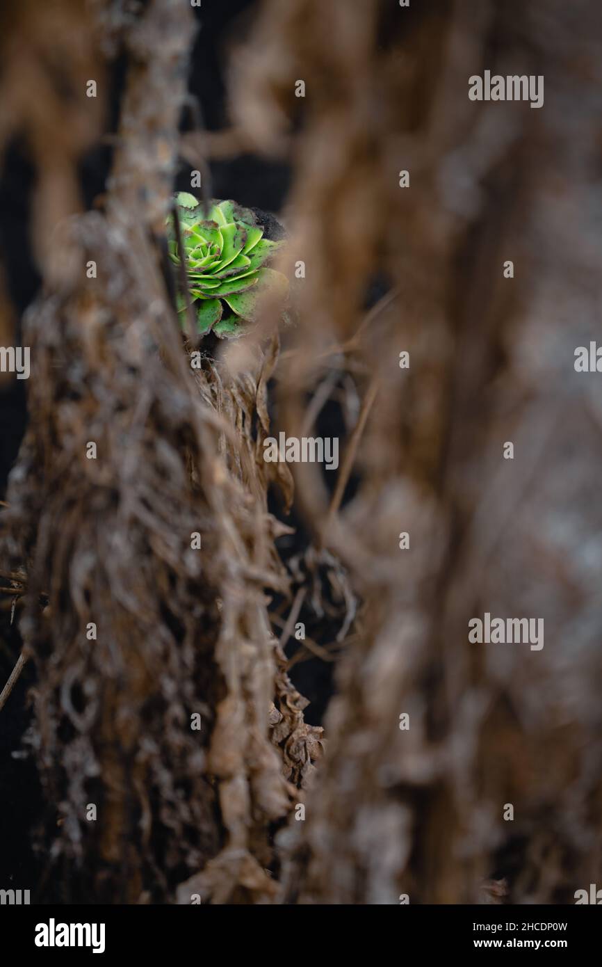Green plants varieties growing on volcanic lava sands in la palma
