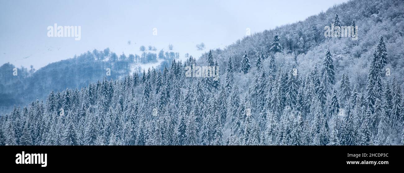 Snow covered pine trees in the mountains on winter landscape. Winter ...