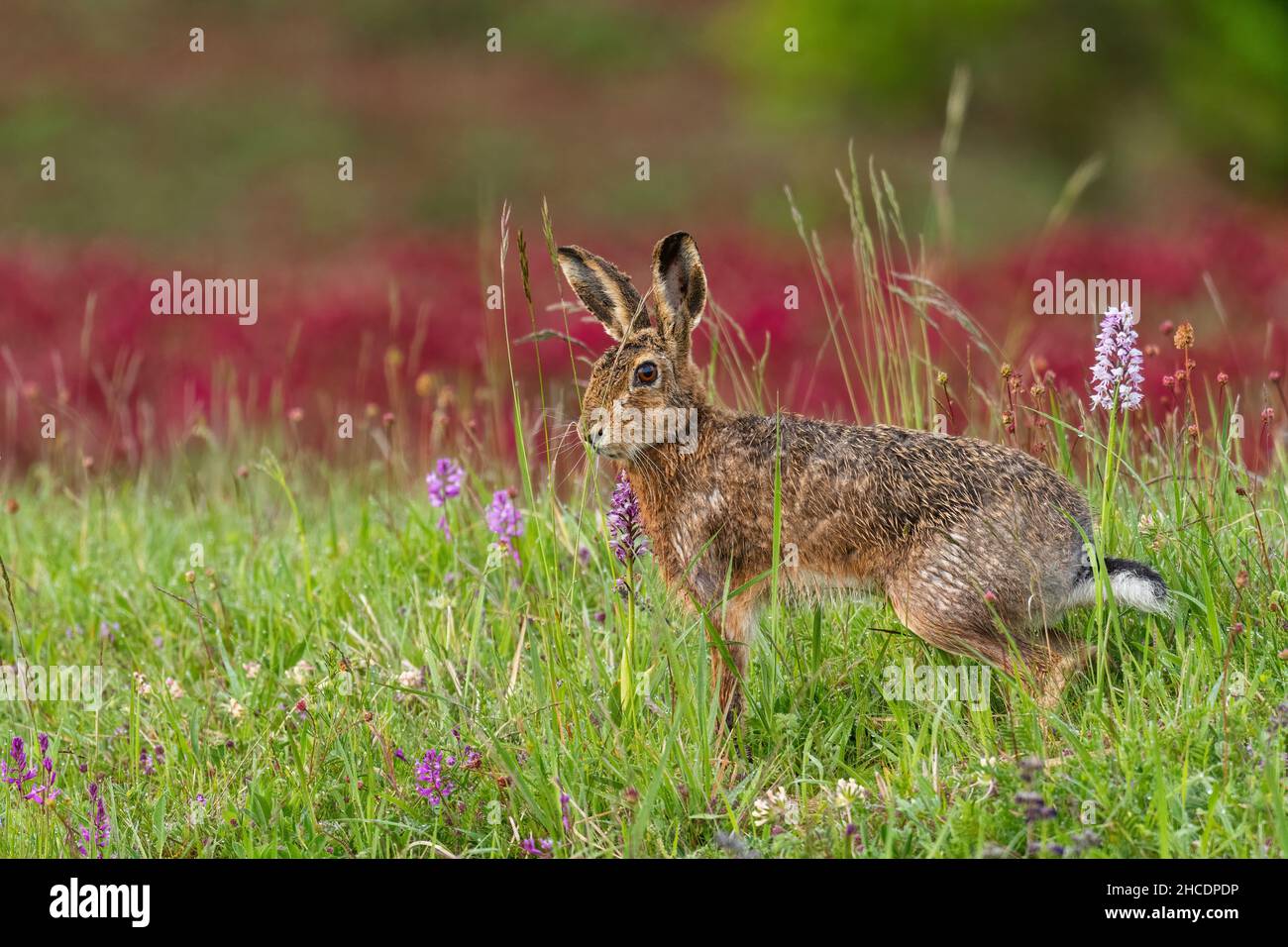 European Hare - Lepus europaeus, common hare from European grasslands, meadows and fields, Czech Republic. Stock Photo