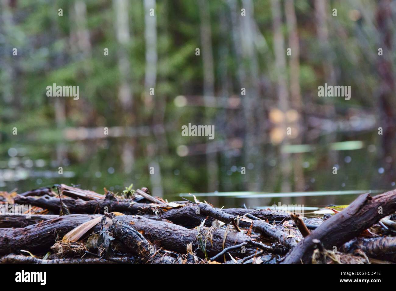 Upgrade-stream side of the beaver dam, Beavers dammed the stream in late autumn after rains Stock Photo