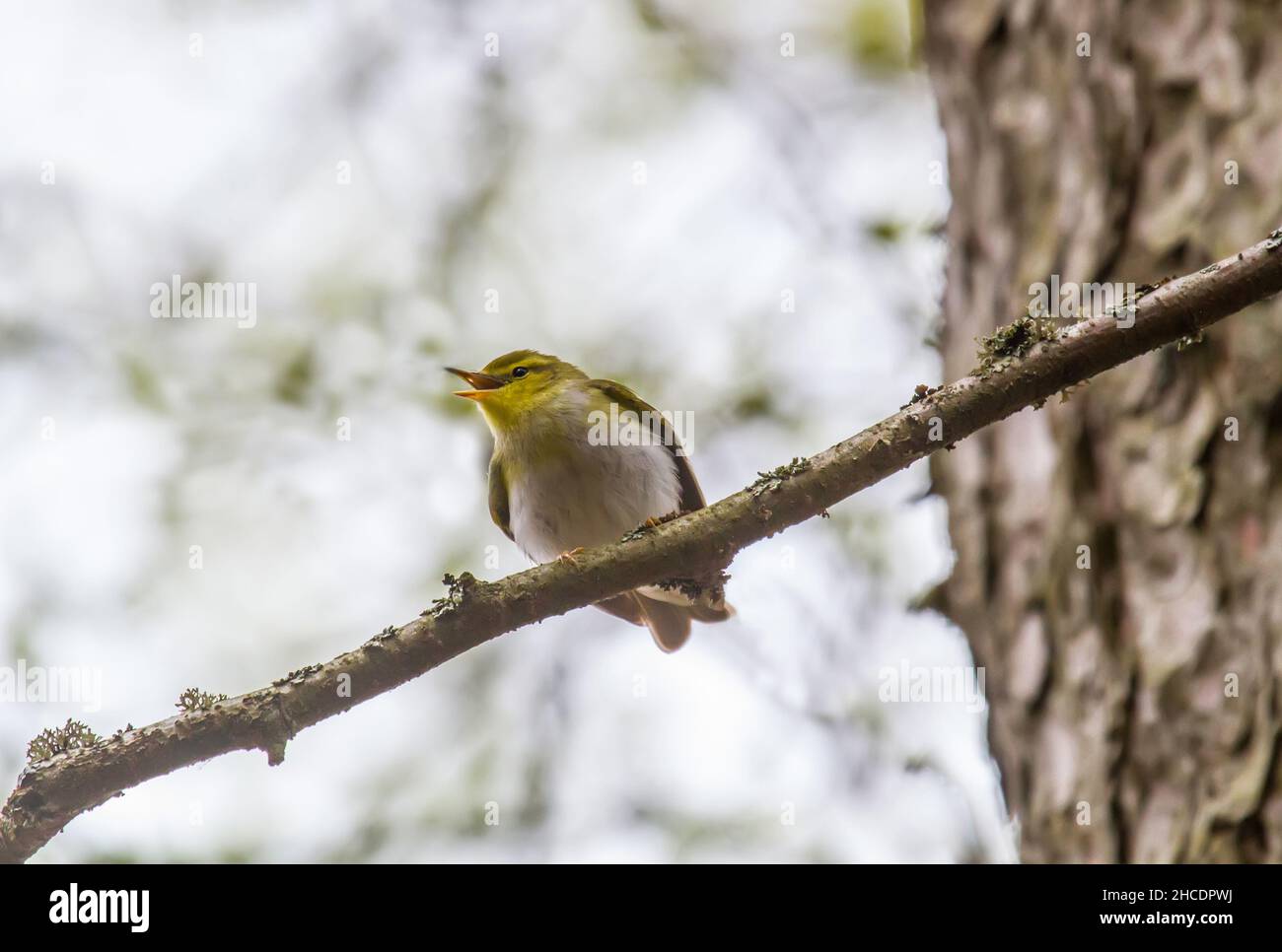 wood warbler (Plylloscopus sibilatrix) the male sings mating songs (territorial behavior) in a section of boreal mixed forest Stock Photo