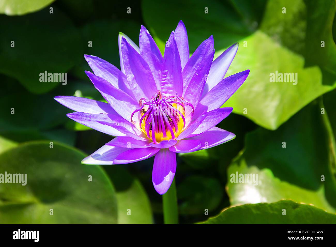 Blue lotus (Nymphaea caerulea) actually it's Waterlilly. Water lilies ...