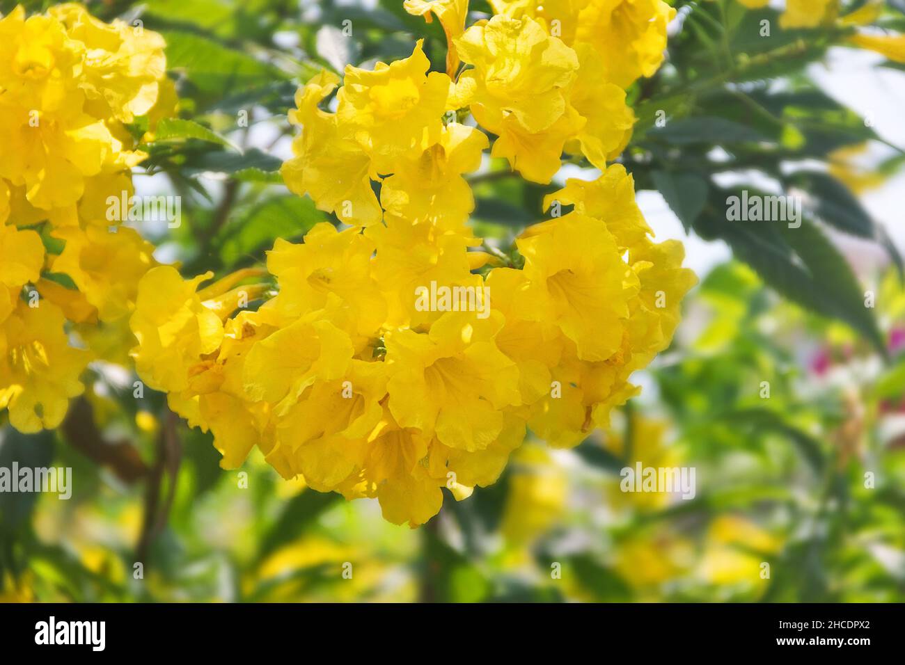 Handroanthus chrysanthus is a genus of flowering plants in family Bignoniaceae. Stock Photo