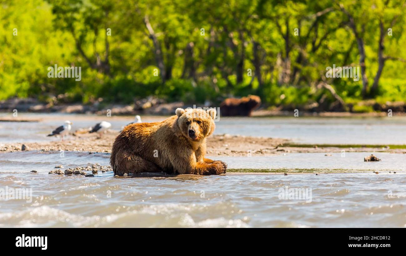 Brown bear or Ursus arctos beringianus fishing in the Kurile lake ...