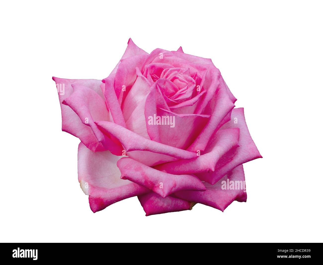 Fresh beautiful pink rose isolated on white background Stock Photo - Alamy