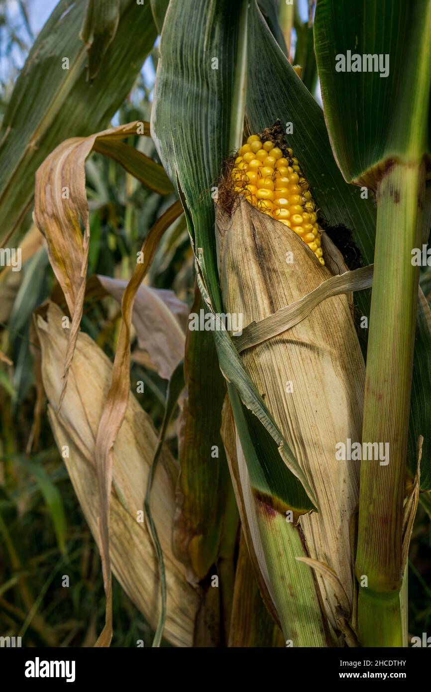 Sainte angele de monnoir hires stock photography and images Alamy