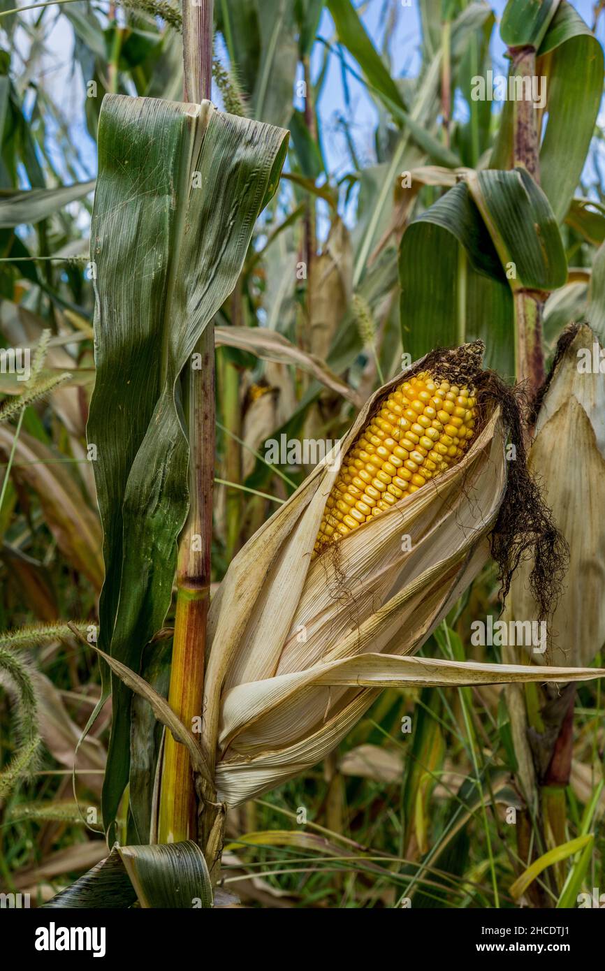 Sainte angele de monnoir hires stock photography and images Alamy