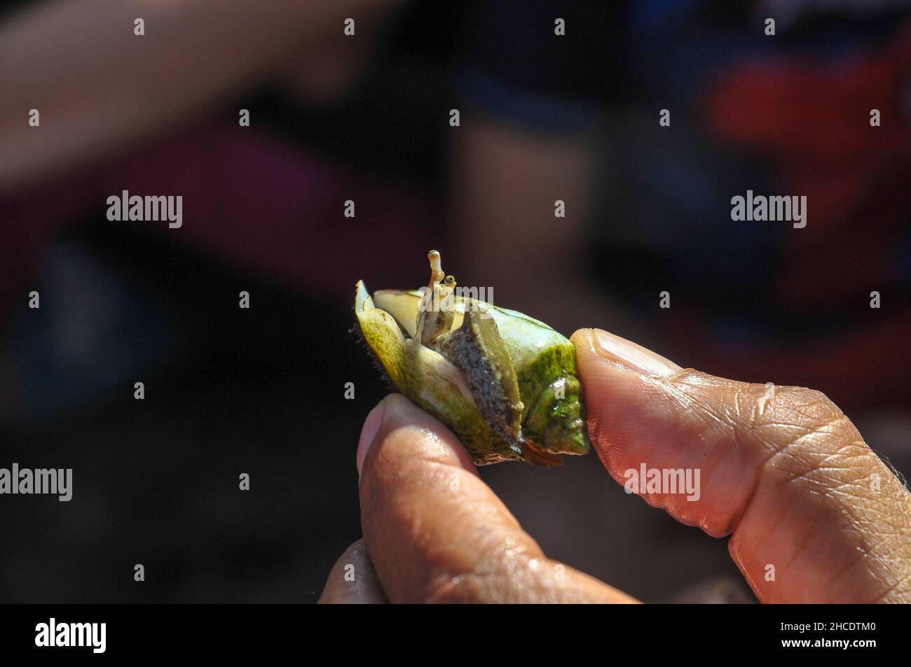 A group of curious children are investigating the living organisms in the shallow tide pools on the beach of Achziv, Galilee, Israel. A hermit crab in Stock Photo