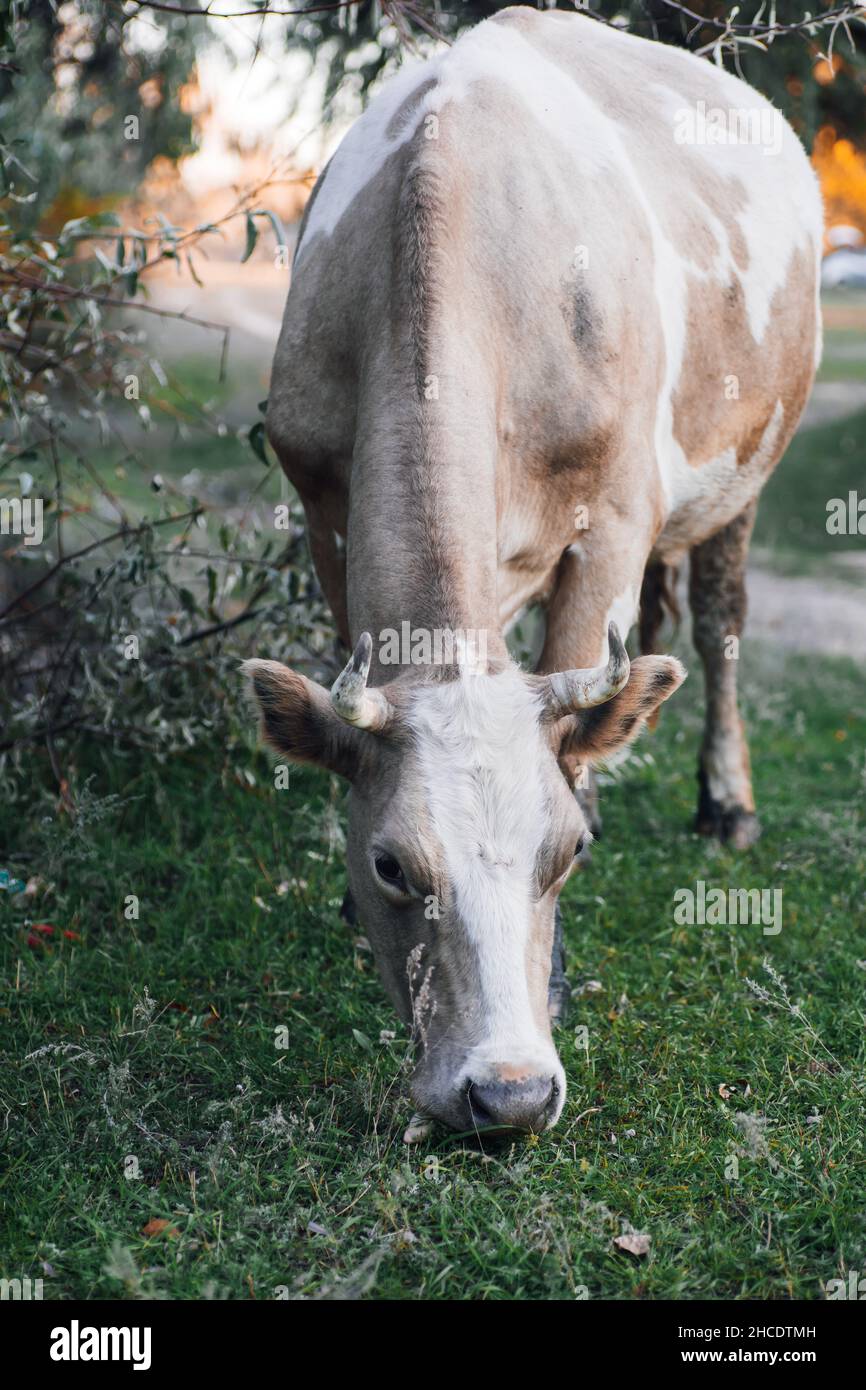 Brown-white cow pasturing with head down to grass with tree branches in background in meadow in forest in autumn. Farmer life. Natural products Stock Photo