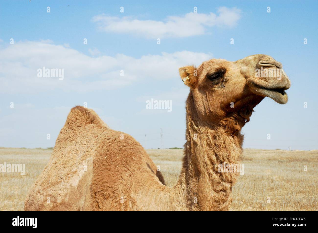 Close up of a Dromedary or Arab Camel (Camelus dromedarius) camel Photographed in the Negev Desert Israel Stock Photo