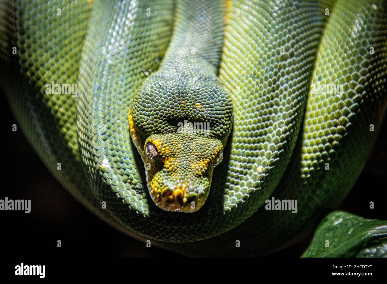 Green Python sat resting on a branch. Stock Photo
