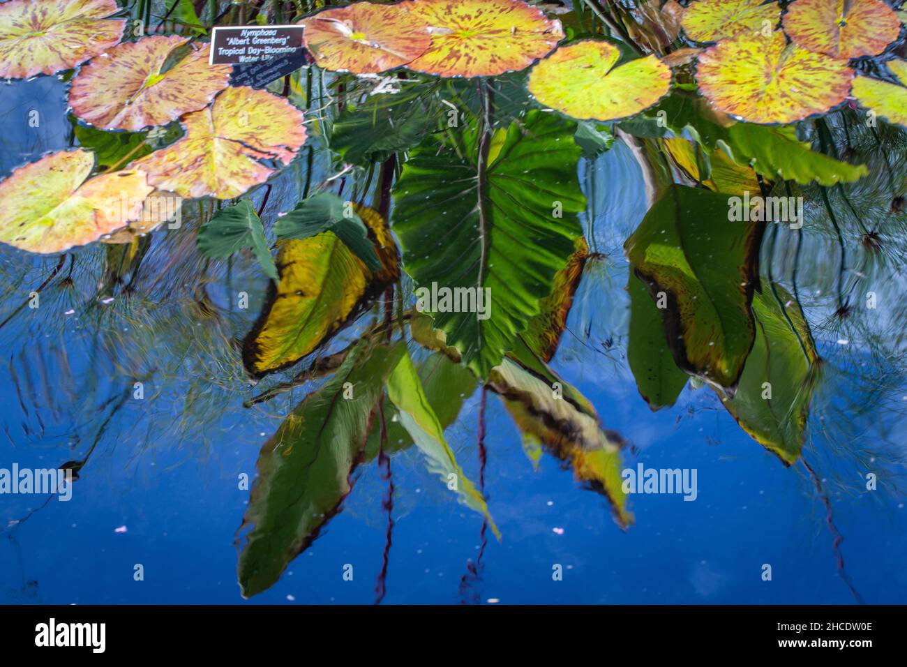 Closeup shot of lotus leaves and reflections in a blue lake Stock Photo