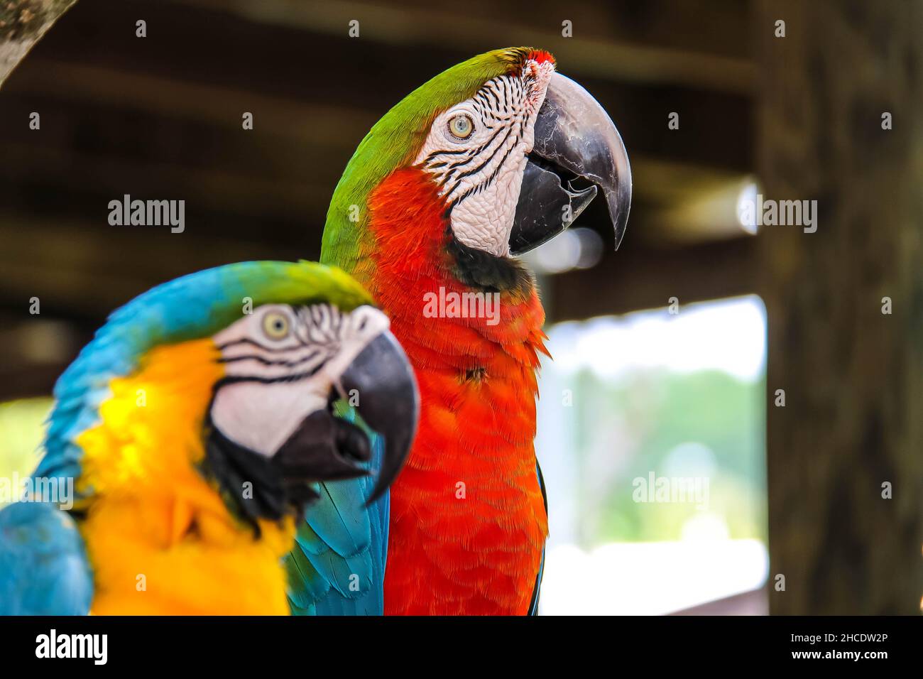 Closeup of the two macaws. Harlequin macaw, blue-and-yellow macaw. Stock Photo
