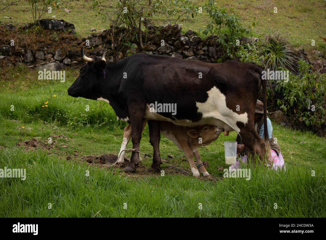 Baby calf drinking milk from an udder on a farm Stock Photo Alamy