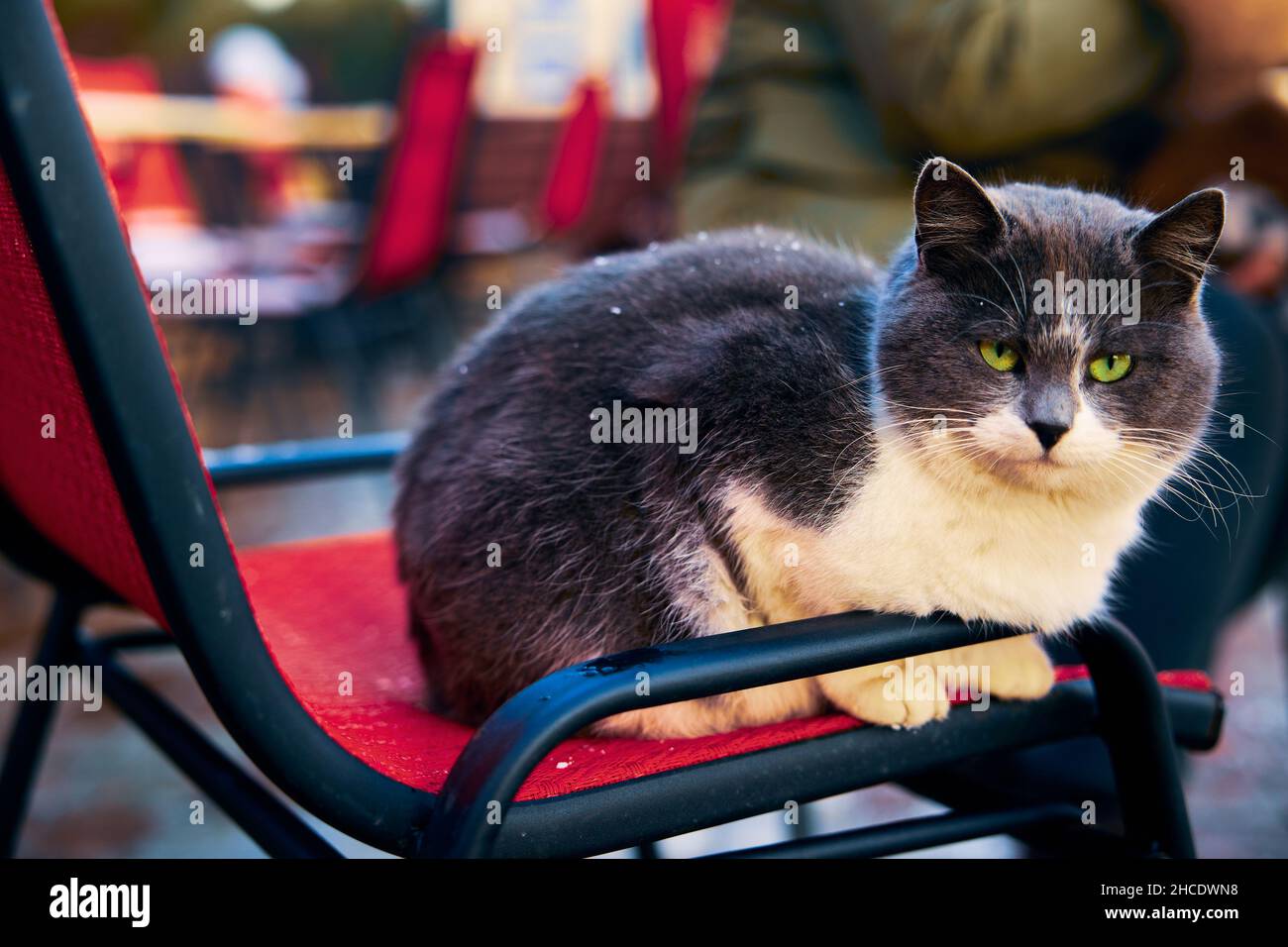 A black-white cat with green eyes sits on a red chair of a street cafe on the embankment in Odessa Ukraine Stock Photo