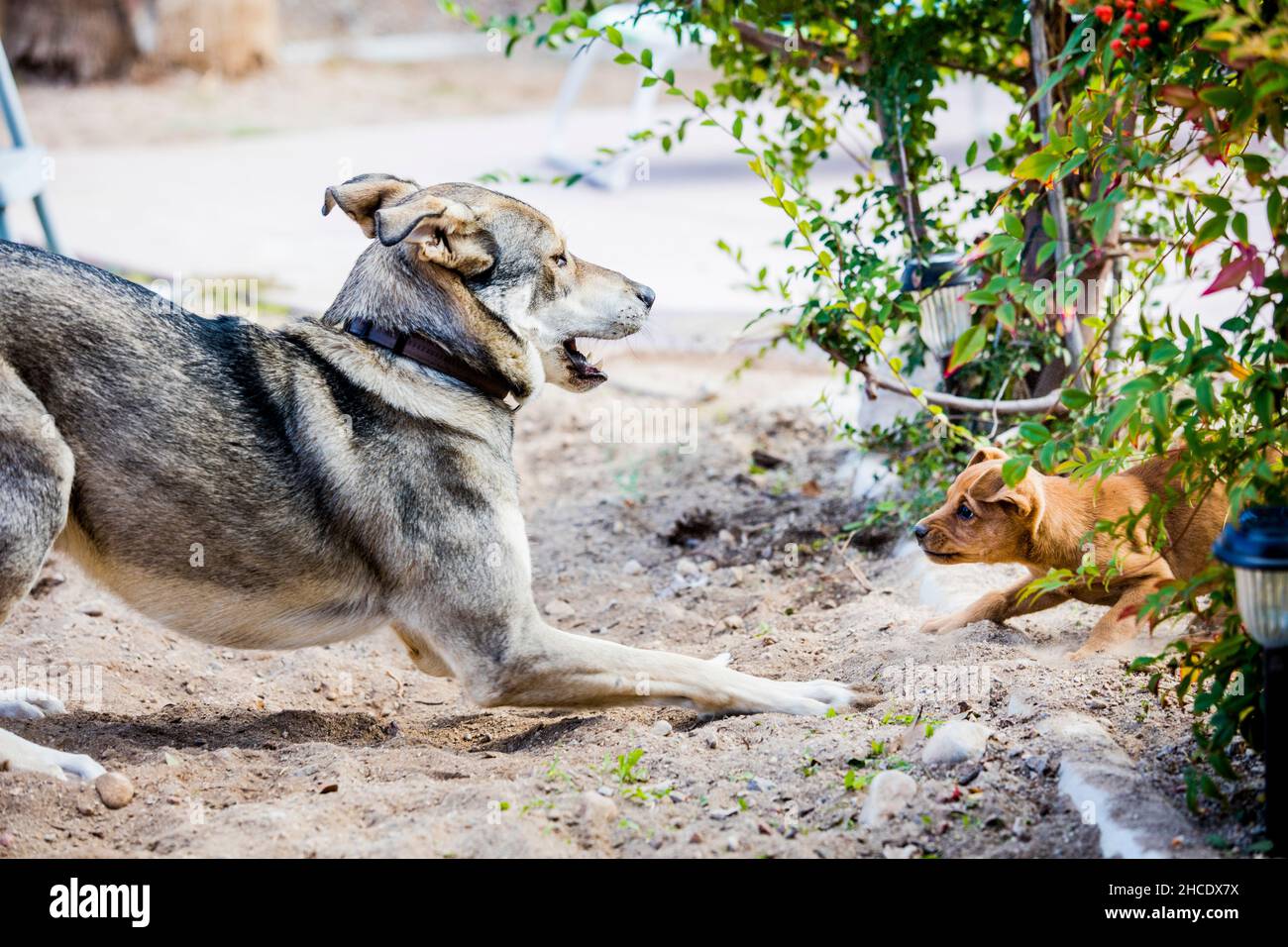 A mature dog and a puppy play in the yard Stock Photo