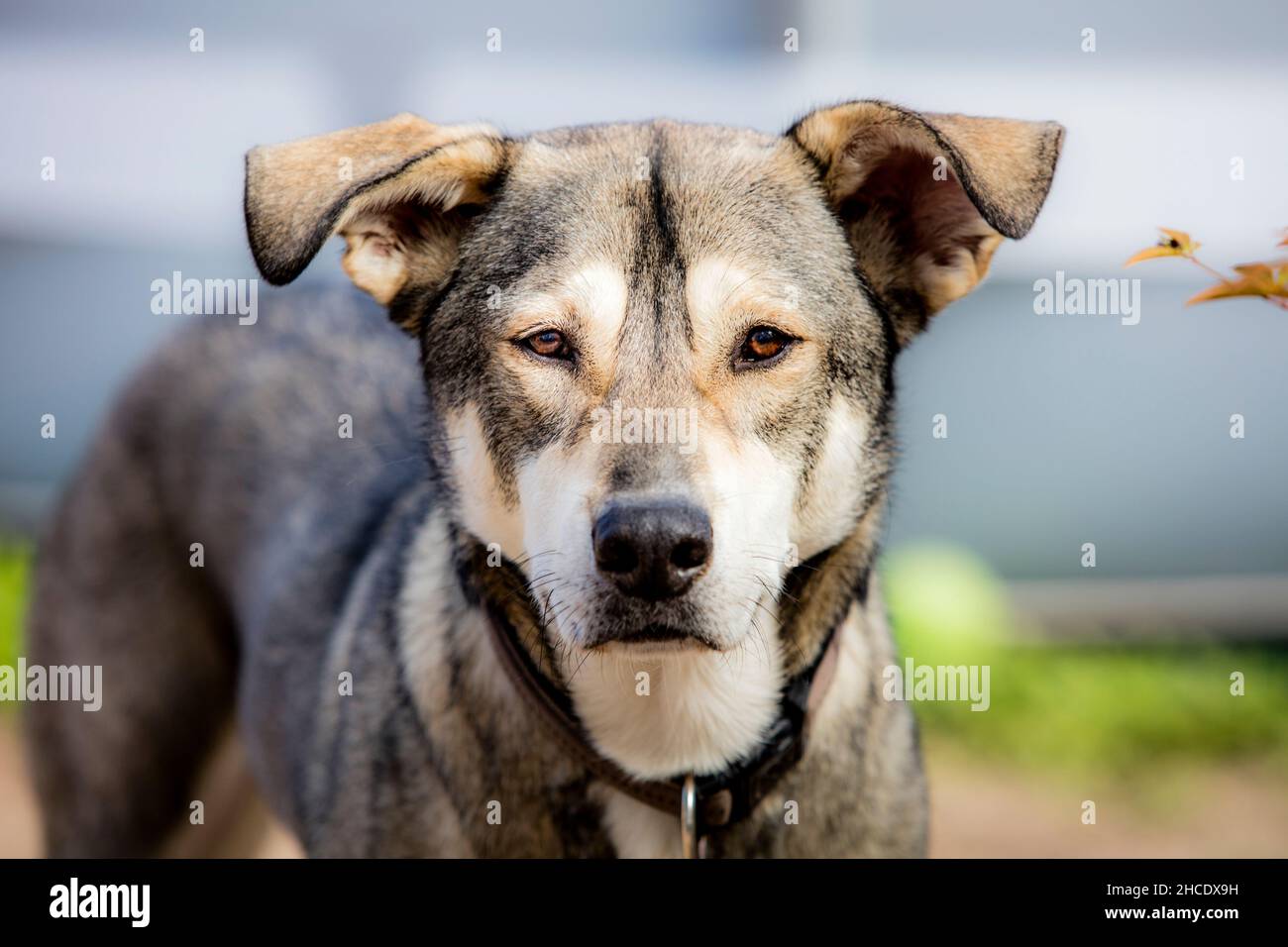 Dog and dog fighting hi-res stock photography and images - Page 2 - Alamy, image size:1300x956