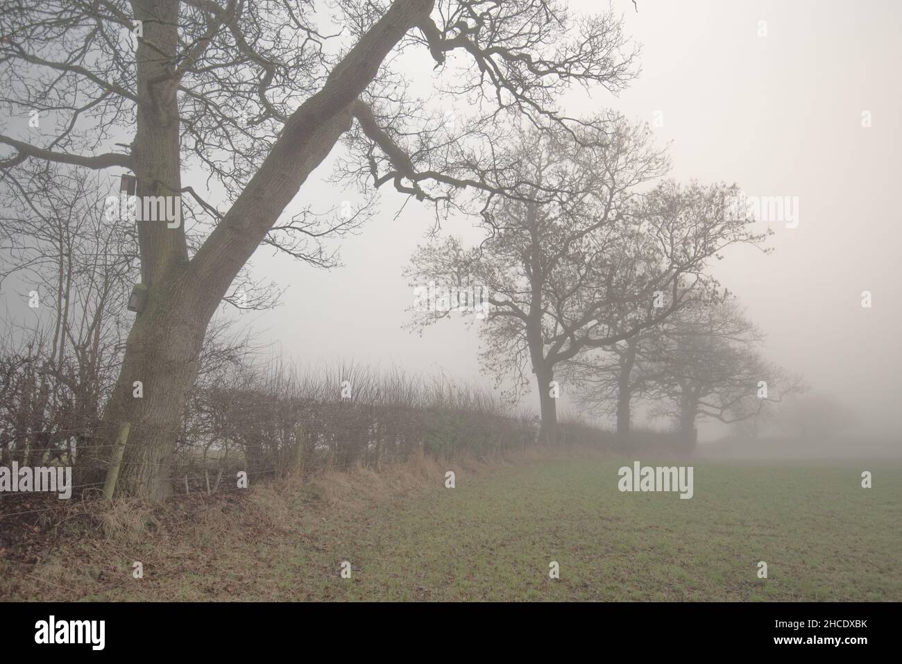 Misty morning on the perimeter path to Arclid Silica Sand Quarry Stock Photo