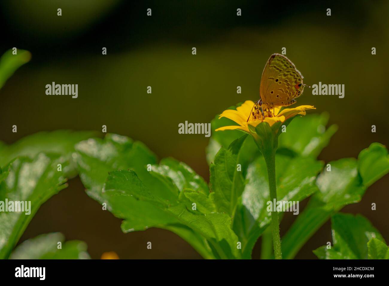 A brown butterfly looking for honey and perched on a yellow creeping buttercup flower blurred green foliage background, nature concept Stock Photo